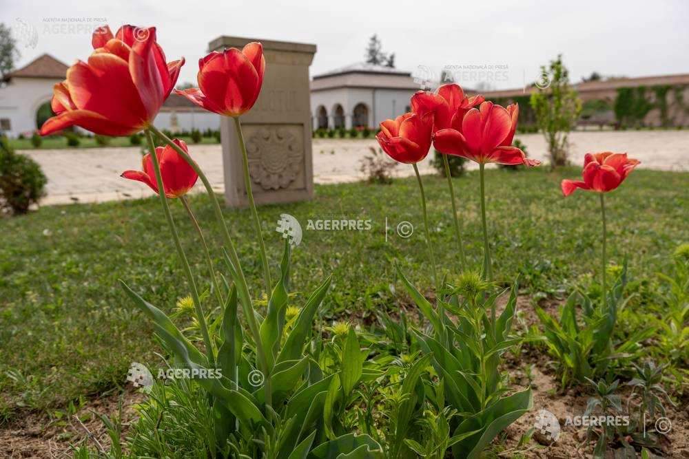 Travel_2Romania's tweet photo. #ReportajAGERPRES Dâmboviţa: ''Doamna Maria Brâncoveanu'', unica lalea olandeză cu nume românesc, a înflorit la Palatul de la #Potlogi 🇷🇴🇳🇱🌷🌷🌷🇳🇱🇷🇴 https://t.co/vVP1SLnB4k
#TraveltoRomânia https://t.co/laIYEftm5D