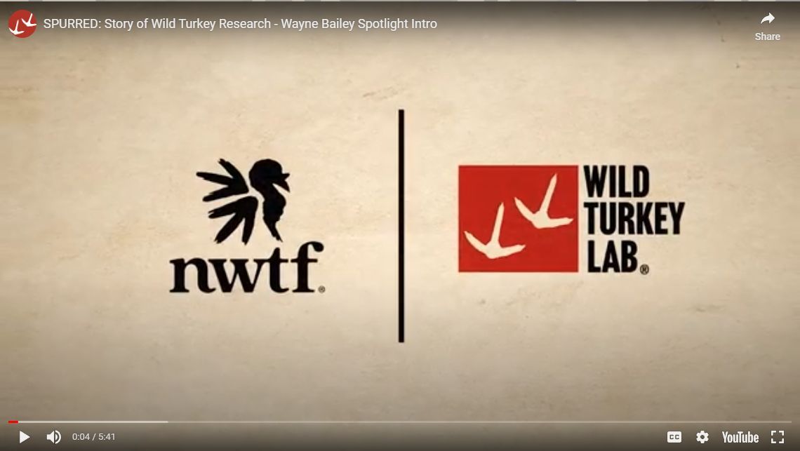 buff.ly/3UmKSzh—We're beyond excited to share the Spurred Series with you. This first video is an introduction to Wayne Bailey. Check it out, and be sure to follow us closely as we release the rest of Spurred: Story of Wild Turkey Research. 
#wildturkeylab #nwtf #spurred