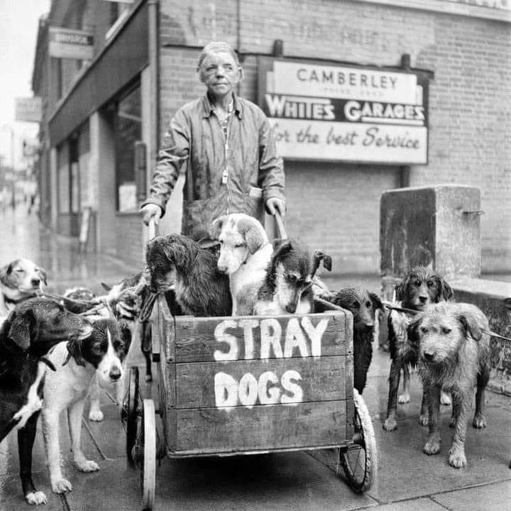 @Rainmaker1973 Camberley Kate, aka Kate Ward, and her stray dogs in England. She never turned a stray dog away, taking care of more than 600 dogs in her lifetime. (1962)