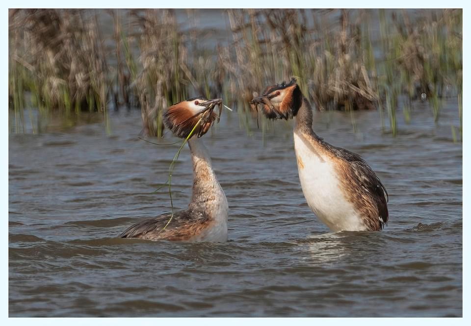 Weed anyone ?
<a href="/RSPBFrampton/">RSPB Frampton Marsh 🌍</a>