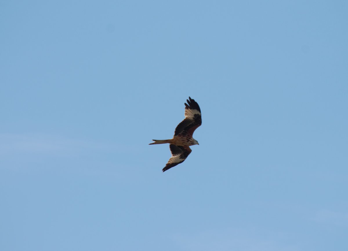 Red Kite over Brand's Bay, #Studland, today. #dorsetbirds #redkite #kites #birdsofprey #Purbeck