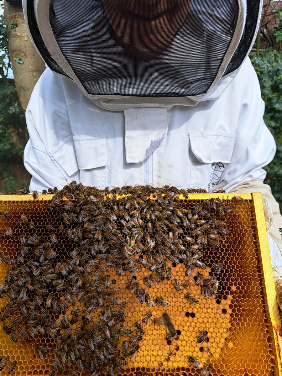 Spotting the Queen bee when she is marked with a coloured dot can be tricky. See if you can spot this queen that is not marked. I promise she is there. 
#smesupporthour #midlandshour #staffordshirehour #malvernhillshour @derbypromo