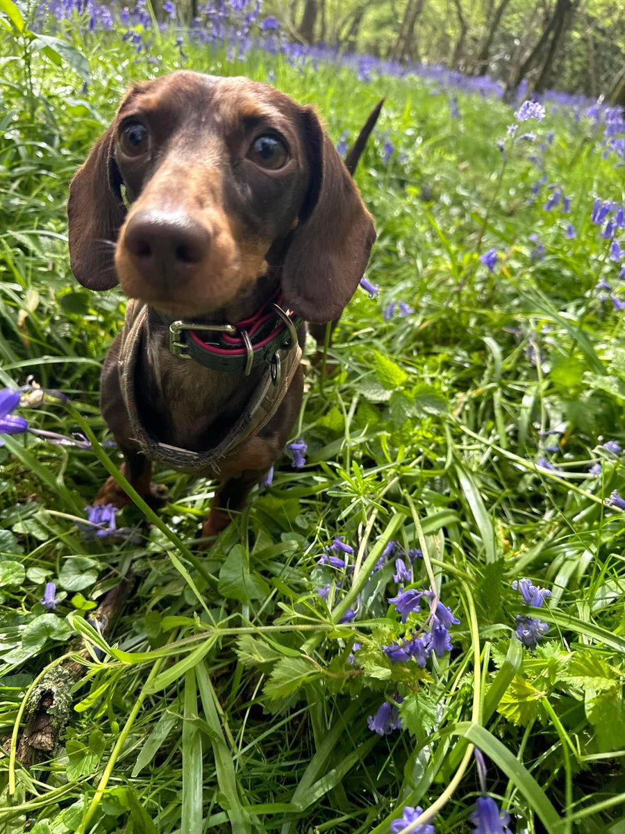 Wonderful spring day here in Blighty. 🦴 🌺 🐾 
#dogsoftwitter