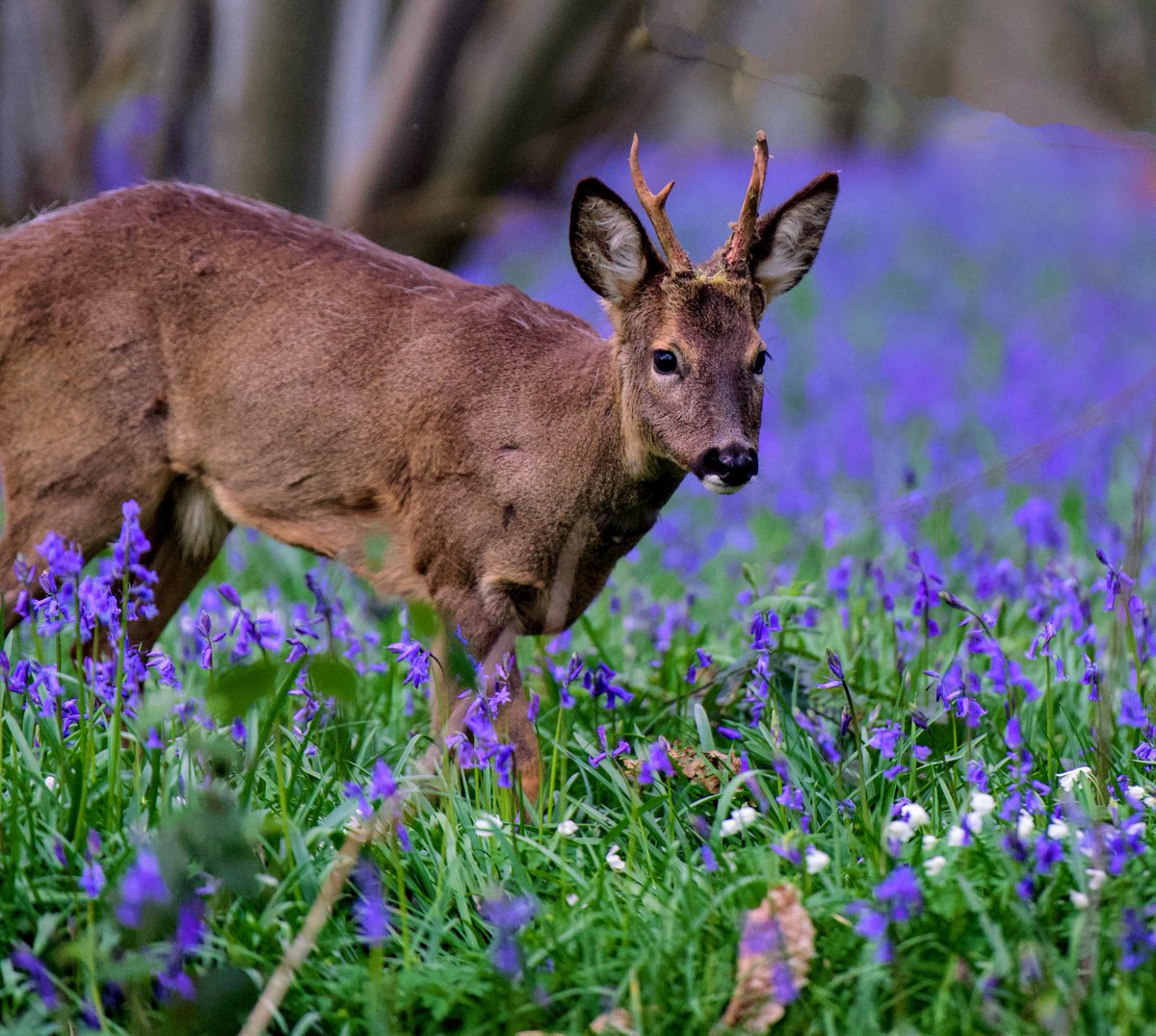 Few of the Roe Buck from Saturday evening. 
Knew he was in the wood, had to sit & wait for him to make his way toward the top of the wood where I was sat waiting.
Can think of worse ways to spend a few hours 👌 
All taken with my @SonyUK A7r3. #worcestershirehour #ThePhotoHour