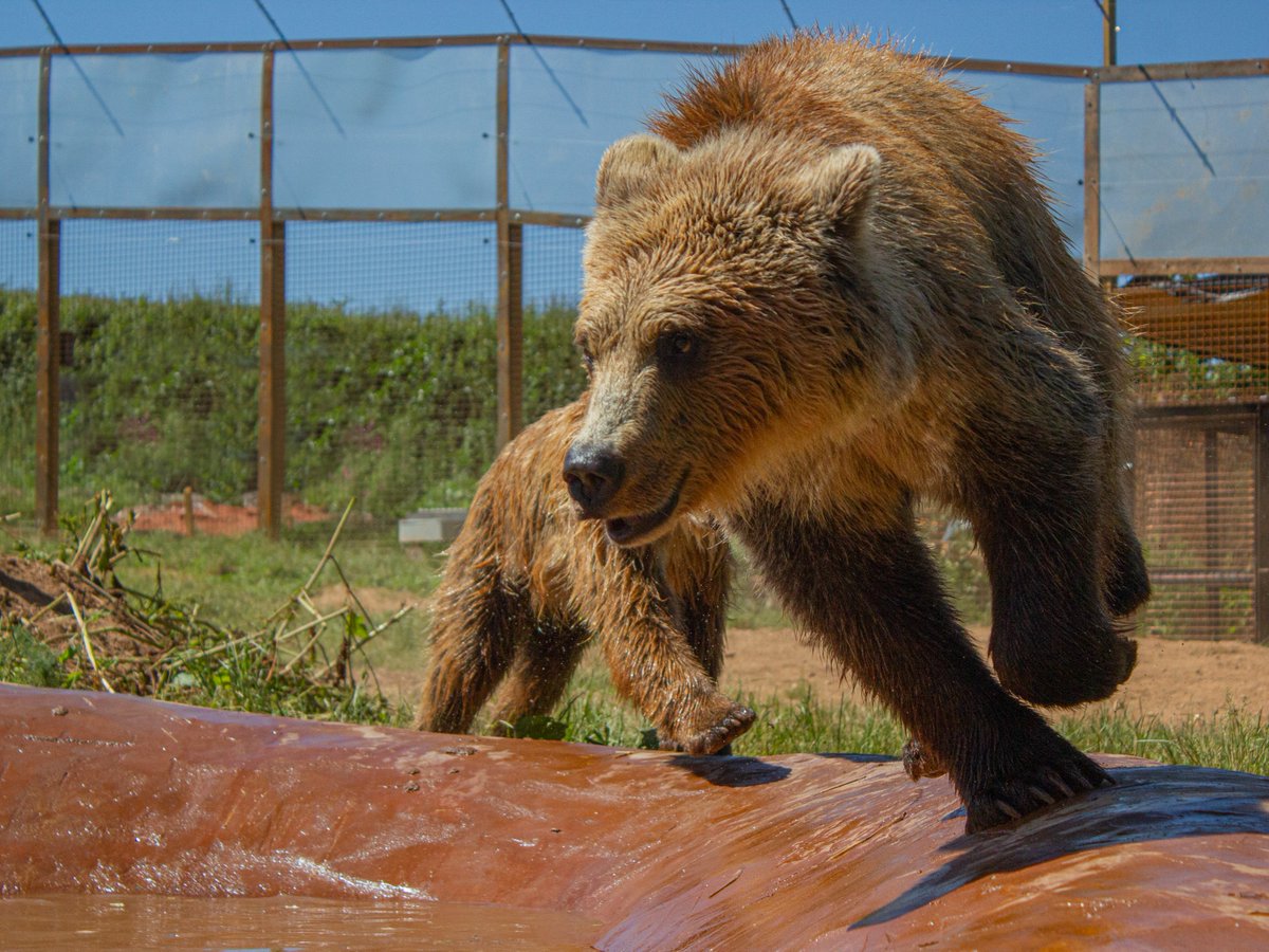 Catch me if you can! 🐻🐻 Throwback to Mish & Lucy running around merrily in the sun as young bears ☀️ Don't think they've lost an ounce of that cub energy 😂 #wildwoodtrust #devon #eastdevon #southdevon #wildwooddevon #otterystmary #exeter