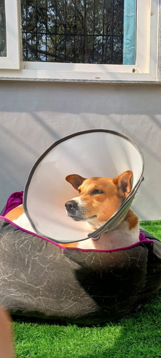 Mauiderhalbgott's tweet photo. Sun ☀️ bath! I’m loving it 😍 woof woof 🐶..! 

#dogslife #woofwoof #dog #sunbath https://t.co/eKeyUGXeMU