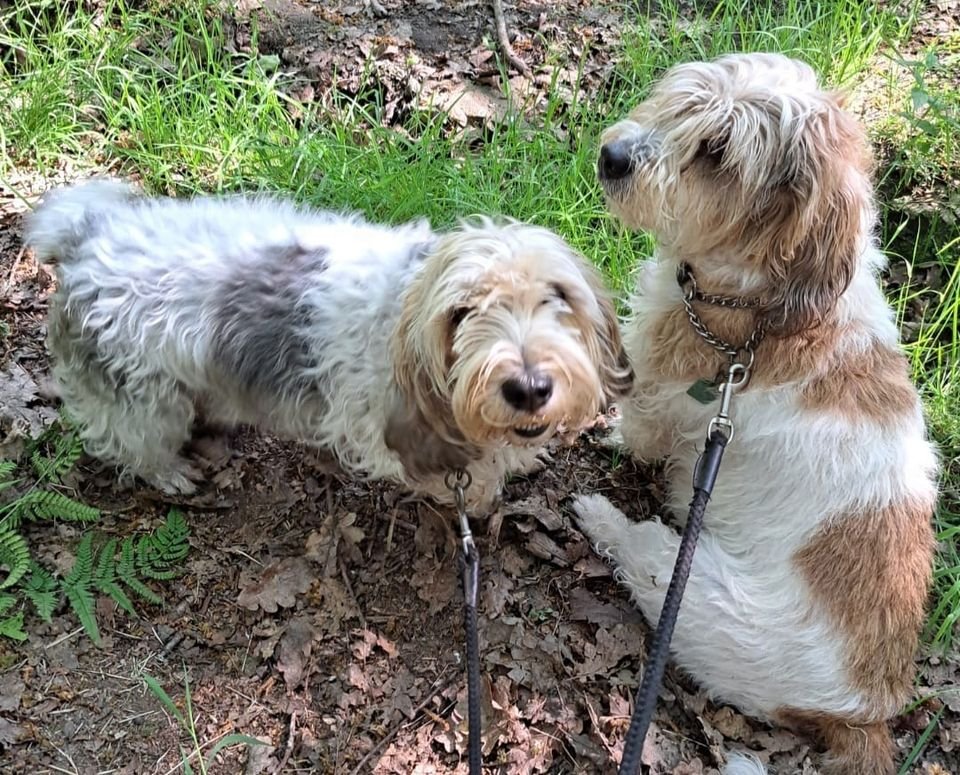 Urgent, please retweet to HELP FIND TEASLE AND VIVA, MISSING FROM MEAL HILL FARM, #MELTHAM #YORKSHIRE #UK  LOST /STOLEN 11 APRIL .
They could have been picked up and could be in another region, please share widely to help them get home.  
Both female, a Petit Basset and a Griffon