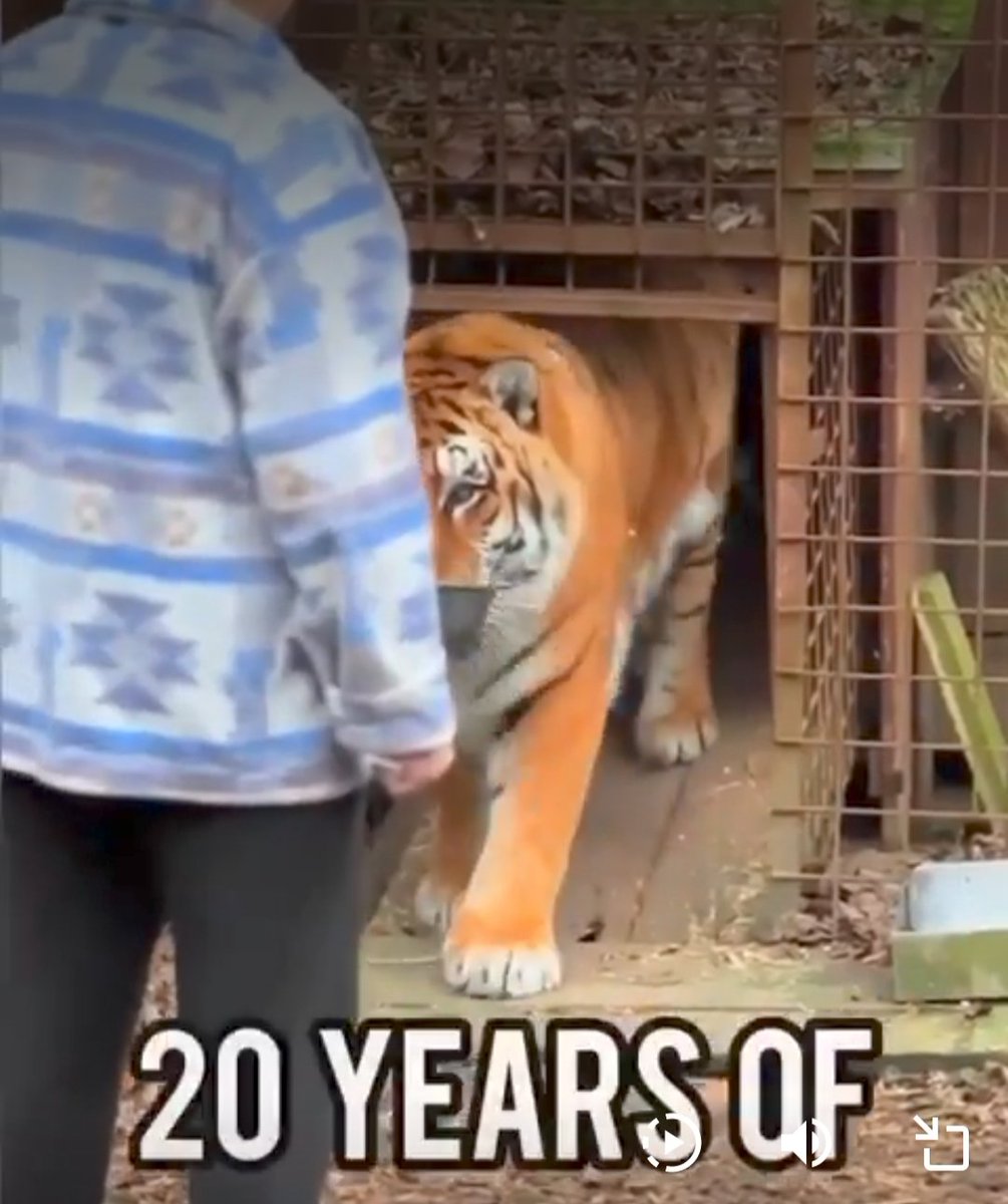captrips1964's tweet photo. @TherealLou1337 @shivaye01 @PicturesFoIder Look closer and you'll see that the tiger is not obese at all. Just old. https://t.co/OCwSlVI7ST