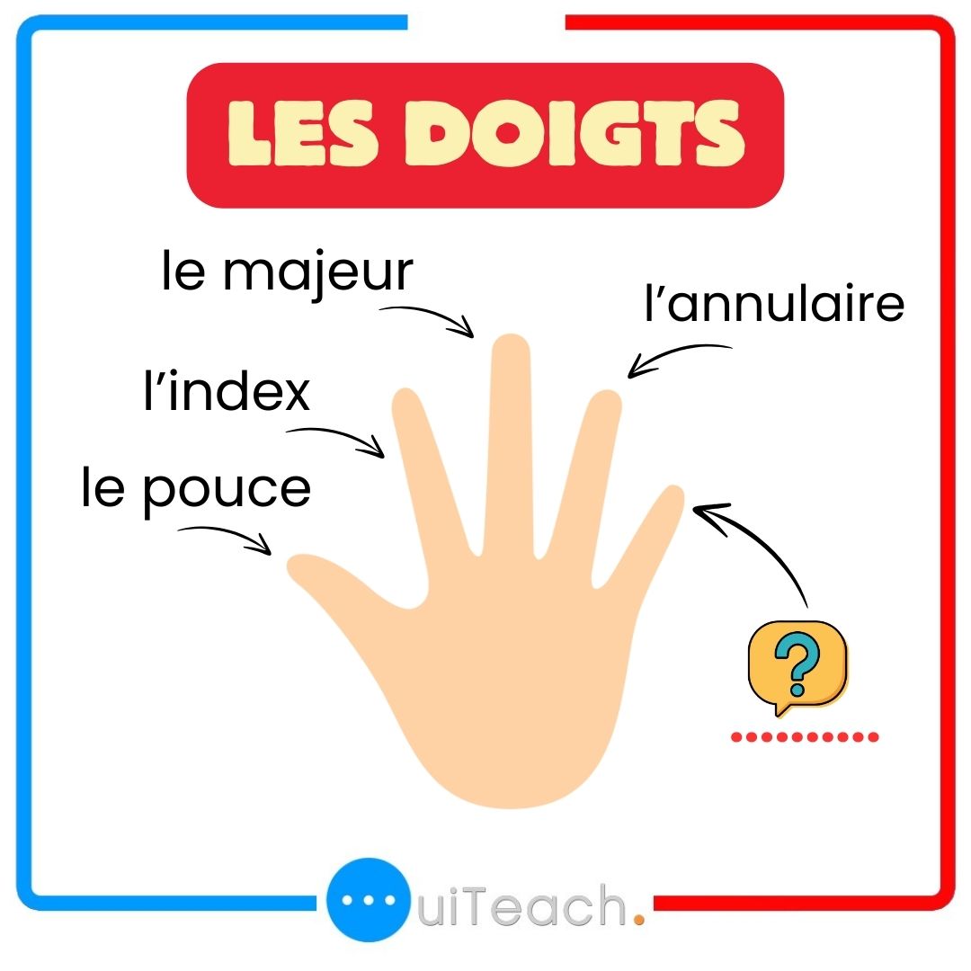 Ouiteach_French's tweet image. The name of the fingers of the hand 🤚 🇨🇵|Learn and speak french with Alain and Moh 👍🏽 🇨🇵 😀 Answer in the comments 👇 👇
#fle #learningfrench #françaisfacile #frenchlesson