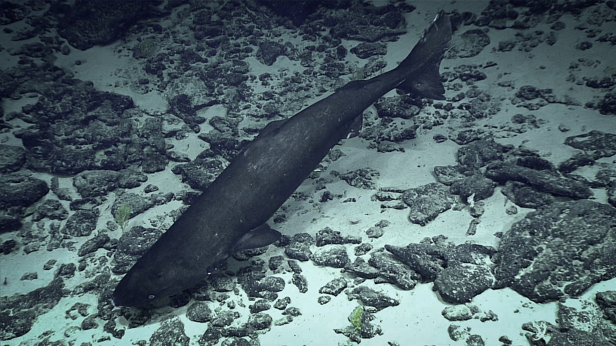 Sleepy shark, doo-doo doo-doo doo-doo!🎵 The Pacific sleeper shark is an elusive species that lives so deep below the surface, and seen so infrequently, it's hard to study. Research led by @NOAAFisheriesAK brings us one step closer to understanding them: bit.ly/442cYCT