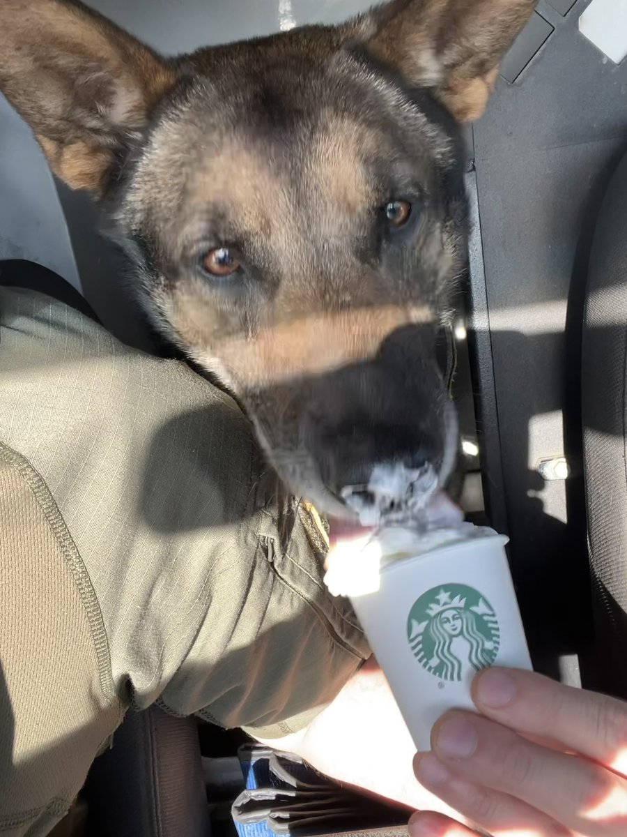 It’s K-9 Axle’s birthday, of course he gets a pup cup!