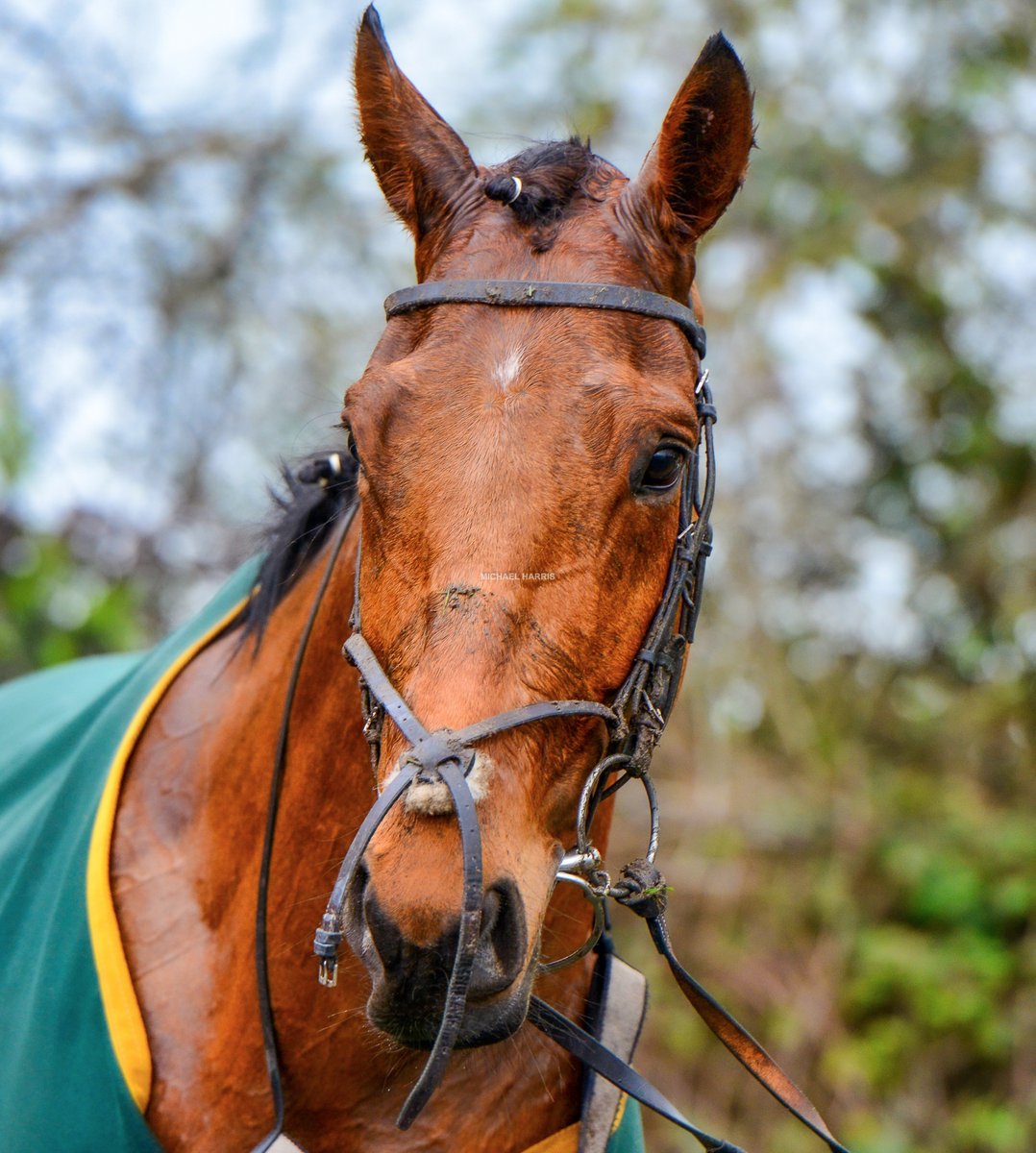 MYSTICAL POWER Galileo x Annie Power (Shirocco) Eyes of innocence and youth.