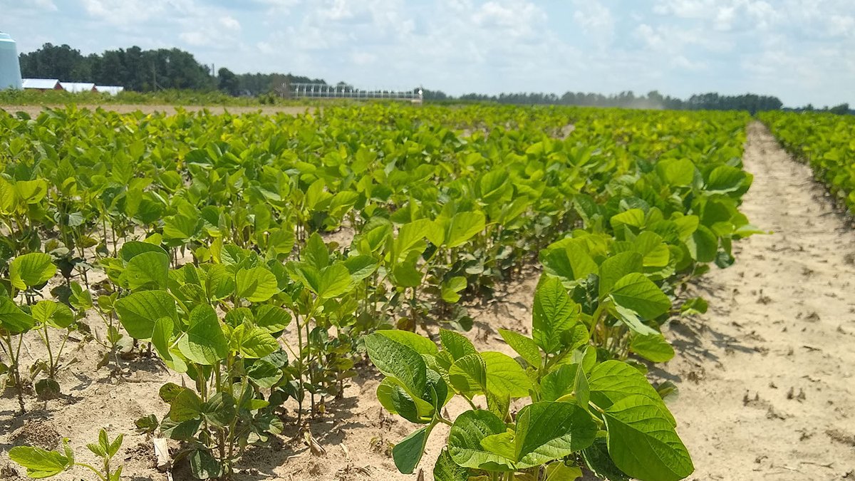 NC State researchers have developed a new tool that could help growers better assess the health of their crops. 🌾 The software improves the accuracy of electronic devices that measure the color of a plant's leaves. Learn more about the research: ncst.at/WYZ450Riwzs