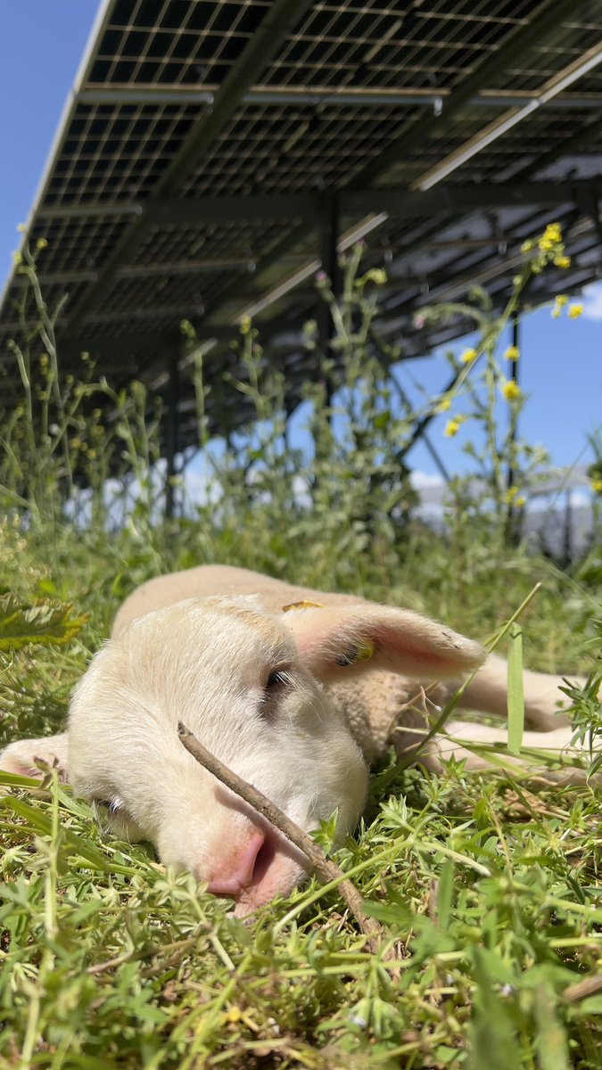 davelefr's tweet photo. [Suivie bien-être animal]
La saison commence pour Faire, les suivis sur le bien-être animal.
Site exploité par #Elements, un grand merci pour la confiance pour ses études.
#agrivoltaisme #agrivoltaic #THI #sheep #rangevoltaic https://t.co/ep8BnWyJTi