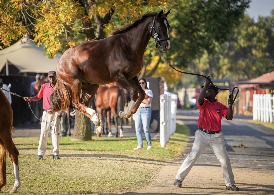 BSA Yearlings Flying High 2024 BSA National Yearling Sale, now also selling kites 🪁 📷: Romi Bettison Photography