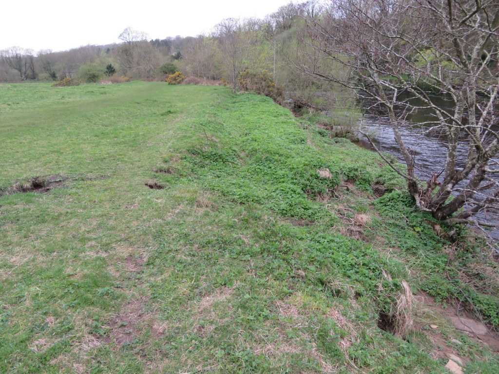 Saw lots of Alder Leaf Beetle last week and managed to do an in-focus photo! They were below the Alder trees next to the River Swale, at the edge of an interesting grassland #WildWebsWednesday