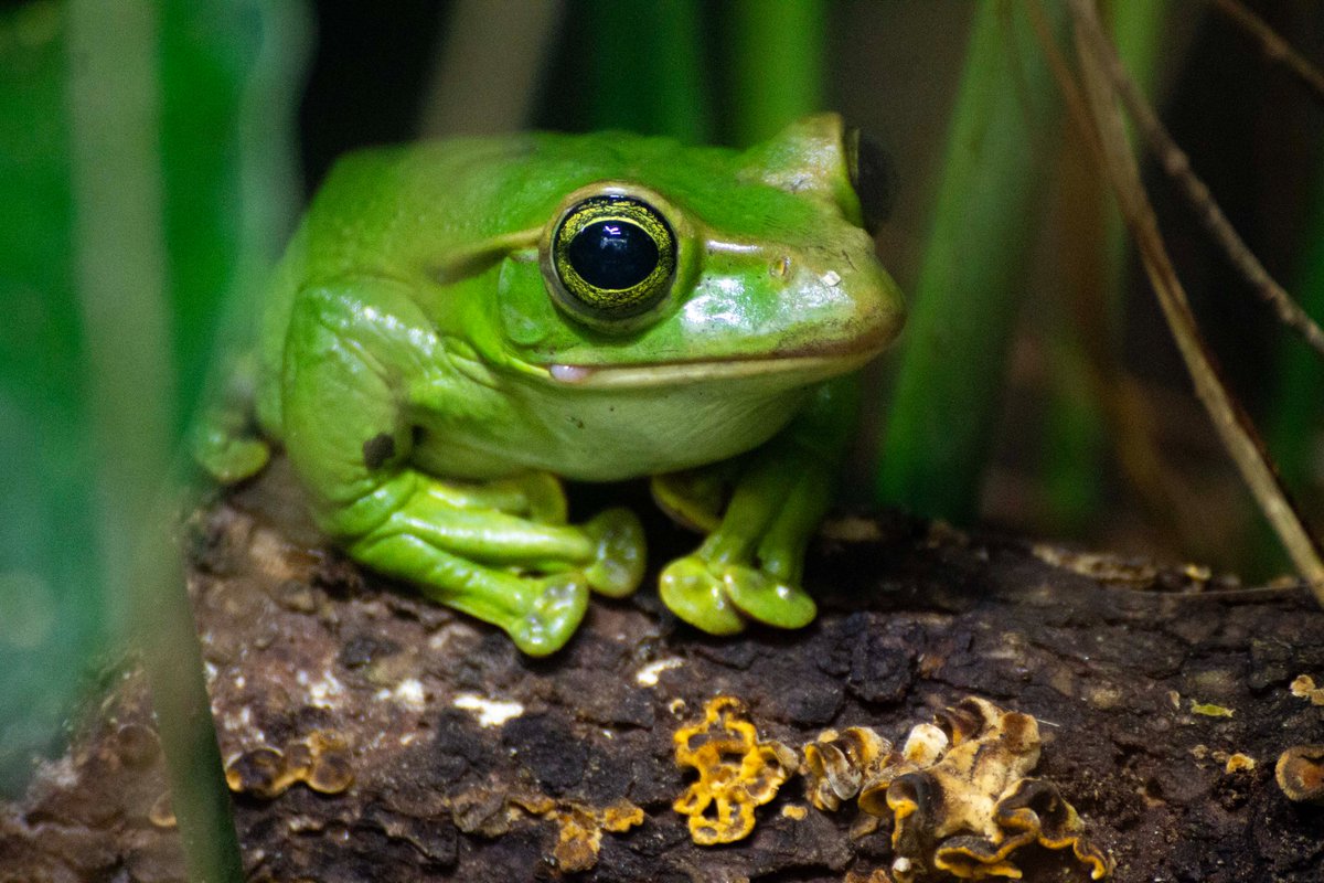 Fea's Treefrog (@chesterzoo, Chester, March 2024) #photography #animalphotography #macrophotography #zoophotography #zoo #animals #herpetology #amphibians #frog #frogs #treefrog #FeasTreefrog #ThaoWhippingFrog #ChesterZoo #Chester