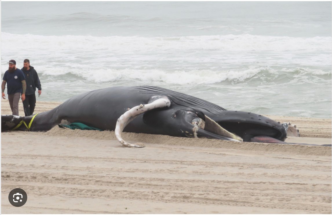 Excellent video on Whale Strandings by Shannon Longworth. Interviews with Bob Stern, President #SaveLBI, Cindy Zipf, Clean Ocean Action & Bonnie Brady, Executive Director of the Long Island Fishing Association
tinyurl.com/mrx6atrm
