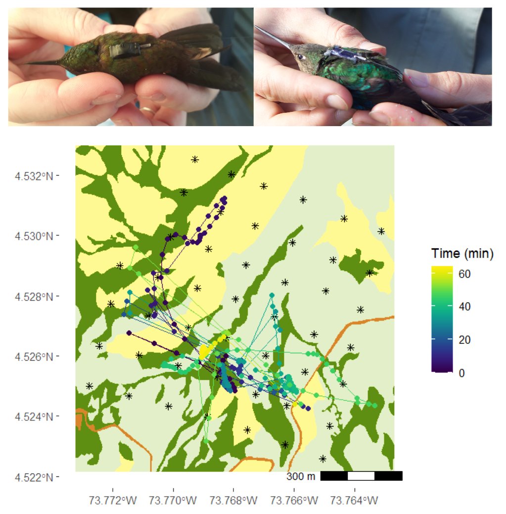 Preprint out! Methods to track small animals with automated radio telemetry @CellTrackTech in a complex landscape of the Colombian high Andes, with exciting new movement data on 2 hummingbirds species. Fantastic collab @ParquesColombia @UoABioSci. Read: biorxiv.org/content/10.110…