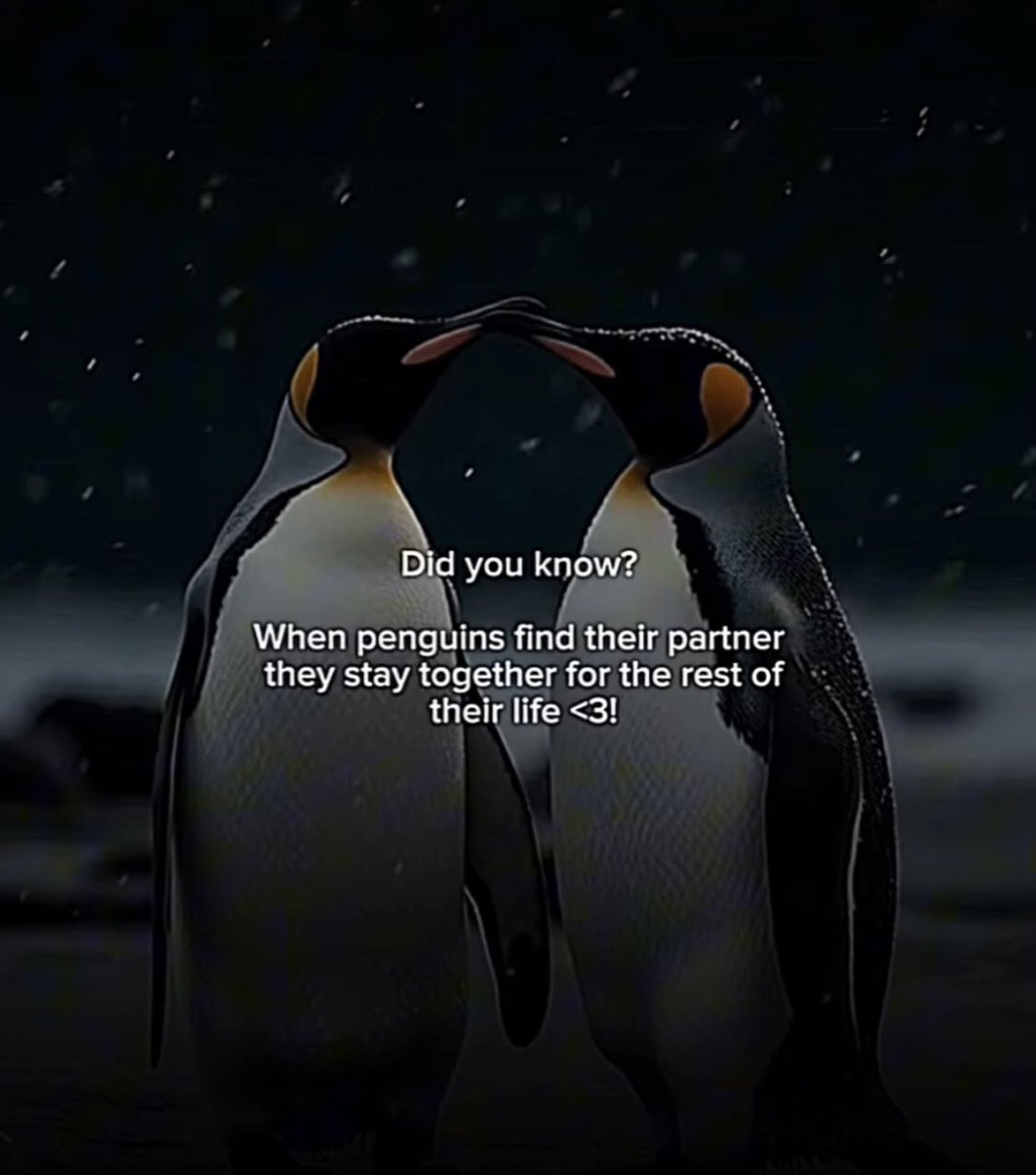 _mymsg's tweet photo. will you be my penguin? https://t.co/K5Osll1BQD