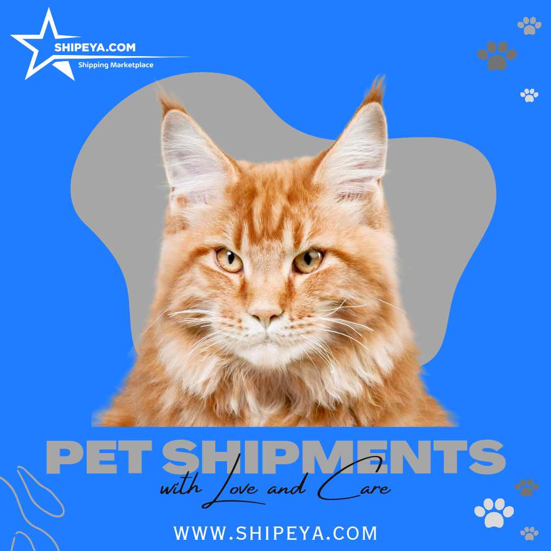 ShipeyaInc's tweet photo. 📷 Explore a world of safe and reliable pet shipments with SHIPEYA! 
. Join us at https://t.co/pTwdwdqhaz in creating heartwarming pet reunions and happy new beginnings. 

 . . #shipeya #shipments #petshipment #relocation #shippingoptions #housemoving #transportation #logistics https://t.co/BRiYPPSqnj