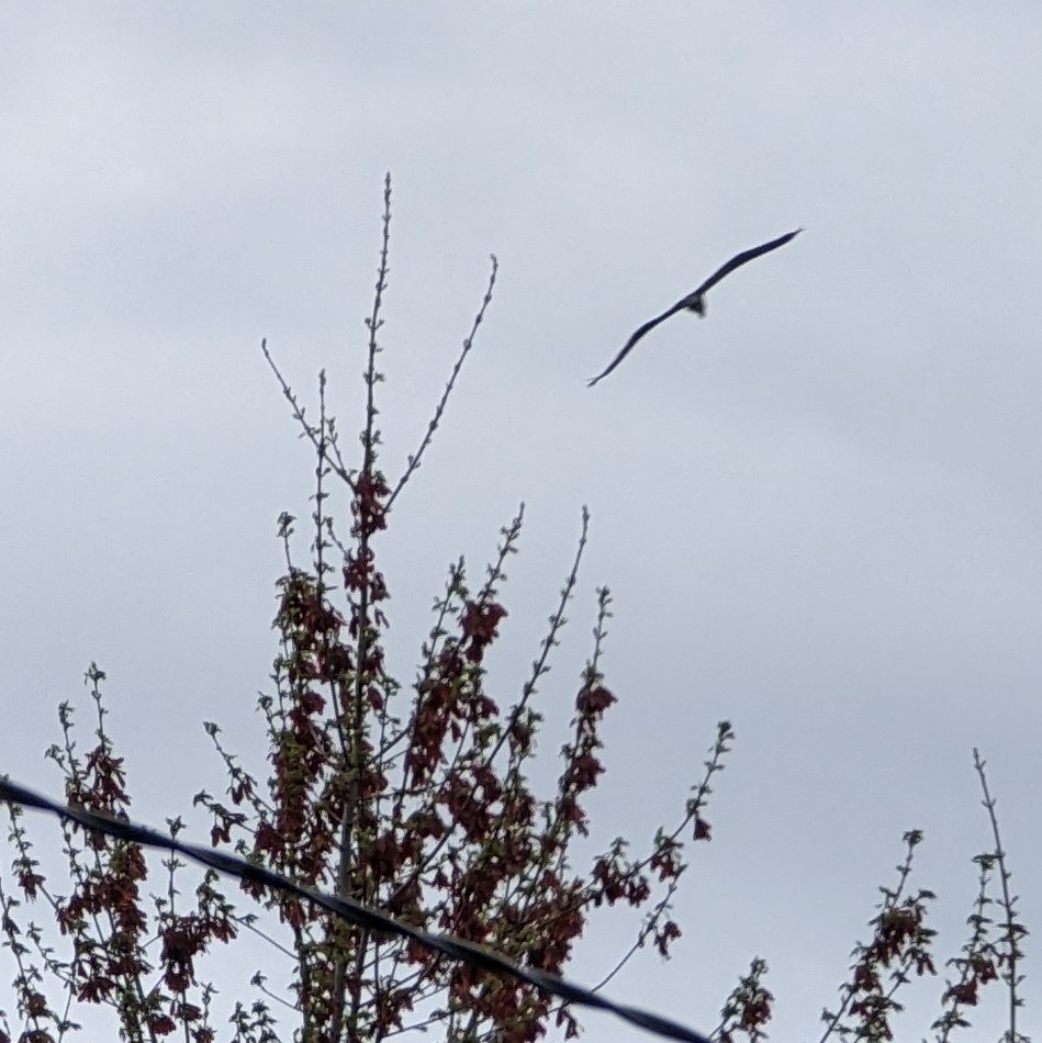 RKukor's tweet photo. Today in Ornithomancy

I saw a heron in Chicago this morning, auspicious https://t.co/Cfx6GH0AJB