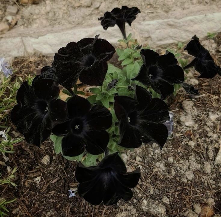 Black Petunias