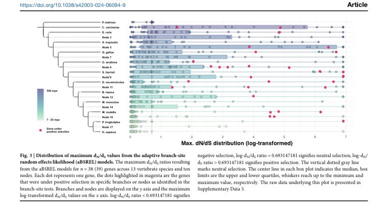 dsquintana's tweet image. New paper just published in @CommsBio! 🎉
In this work led by @am_sartorius, we describe and functionally annotate the evolutionary timeline of the oxytocin signaling pathway nature.com/articles/s4200… 🔓
Analysis scripts ➡️ osf.io/rxphw/