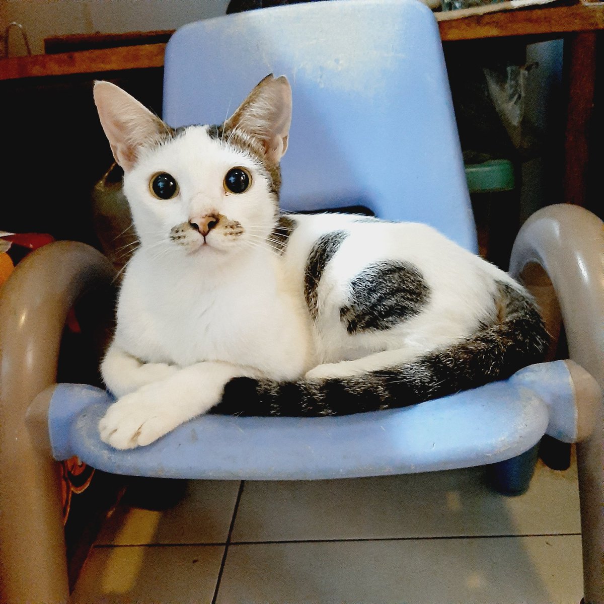 MeLazzy's tweet photo. Bismillah. Semoga ada yang mau kasih kalian rumah permanen &amp; sayaaaaang banget sam kalian ya. Mom akan terus usaha sampai dapat 😍🥰 https://t.co/l4oaBDASeg