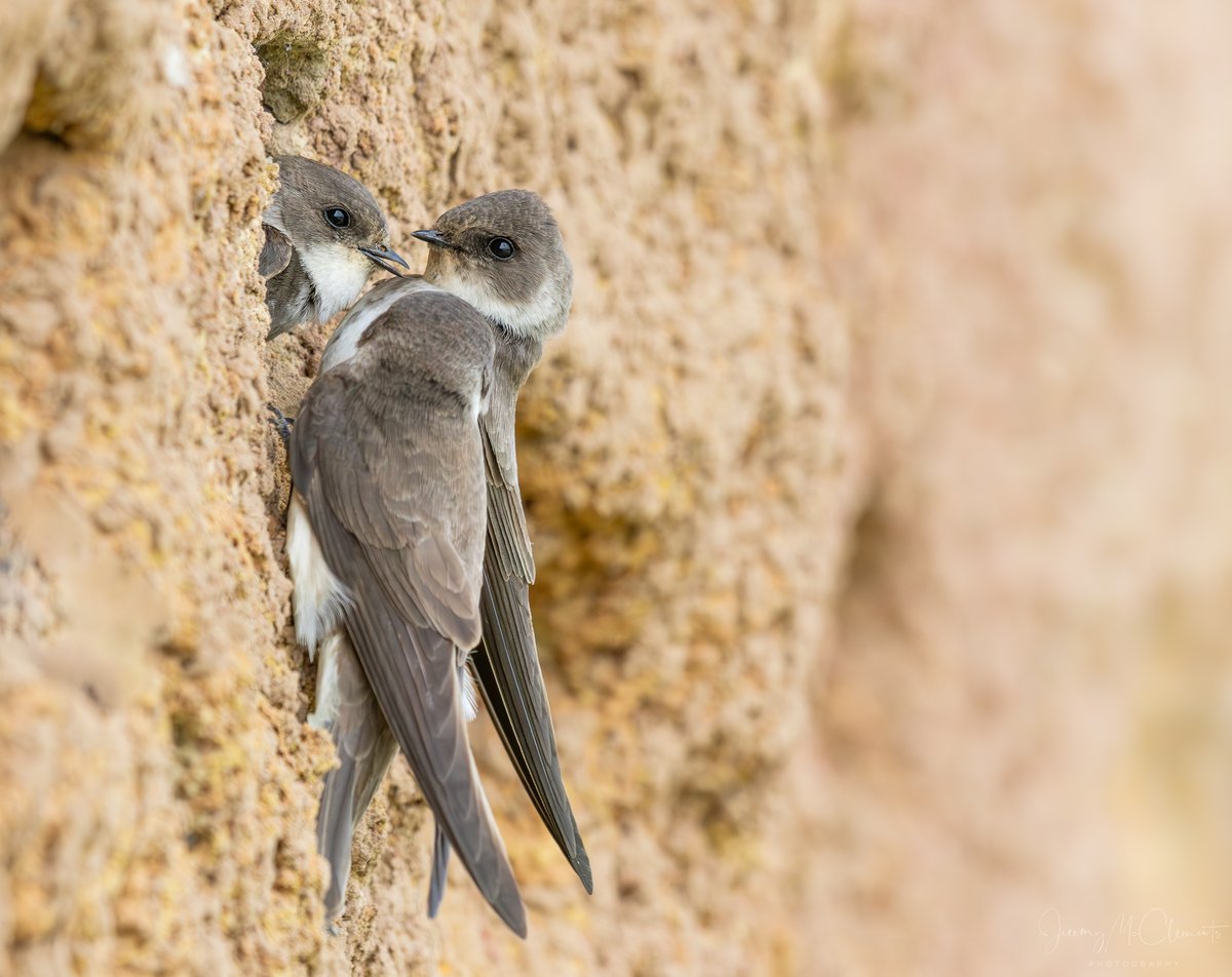 Two's company Three's a crowd. Sand Martin's dispute over a nest. @WWTArundel @RSPBEngland @BirdGuides