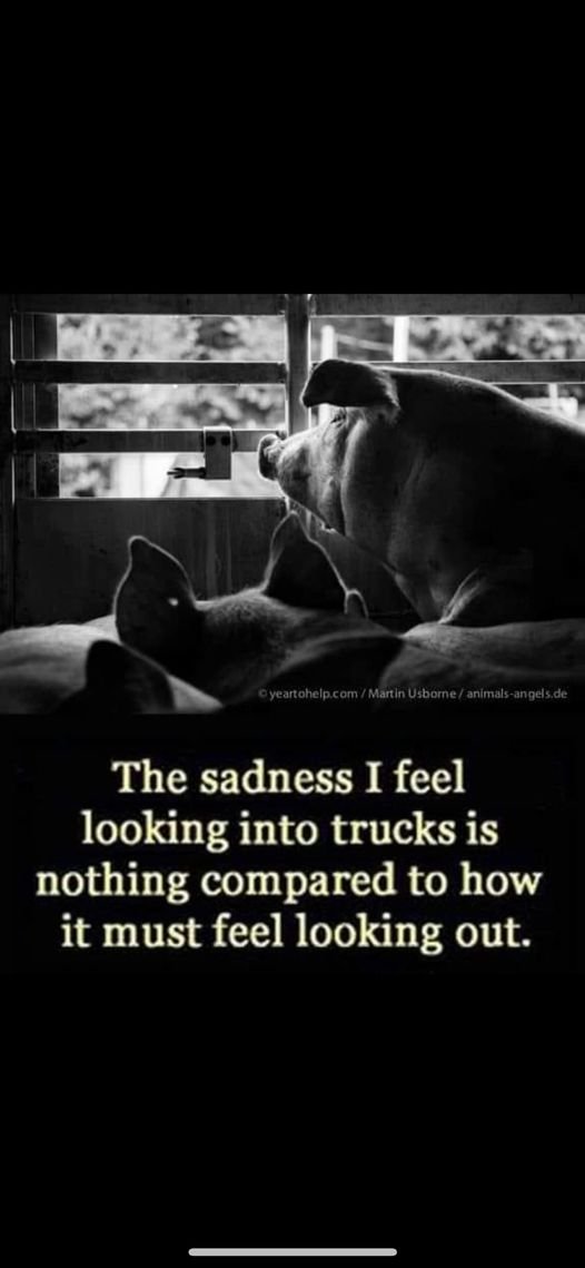 if you wouldn't trade places with these poor beings that will suffer and be killed for a 15 minute pleasure, you shouldn't be paying for it Stop hurting animals. Help in my bio.