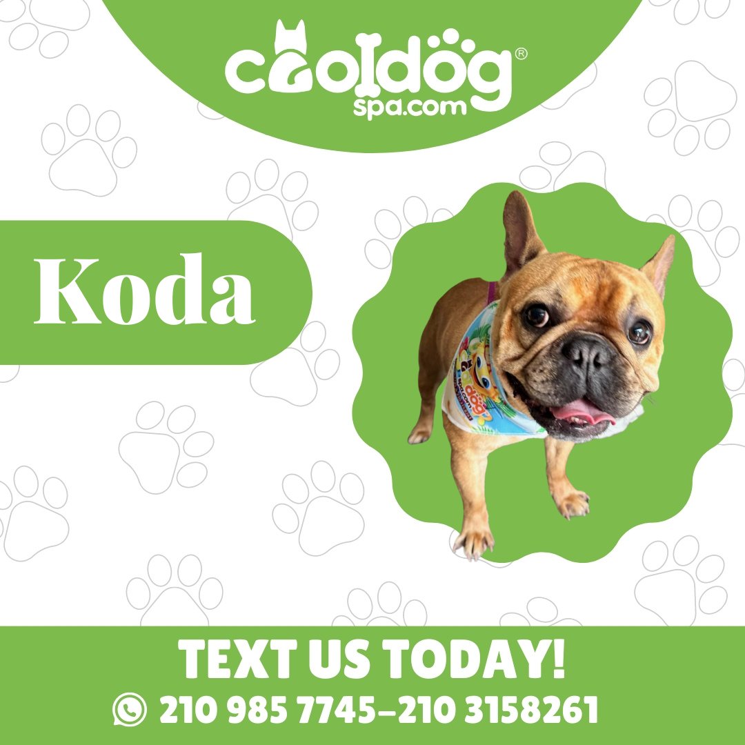 'we have same day appointments' subject to
availability'
..
TEXT US TODAY!!! 📳🤳📳
.
210.985.7745 & 210.315.8261

#CoolDogSpa #CDSLovers #CoolDogSpaFriends #CoolDogAustin #CoolDogSanAntonio #cooldogtips #dogslover #dogsclub #dogs #dogofday #dogslife