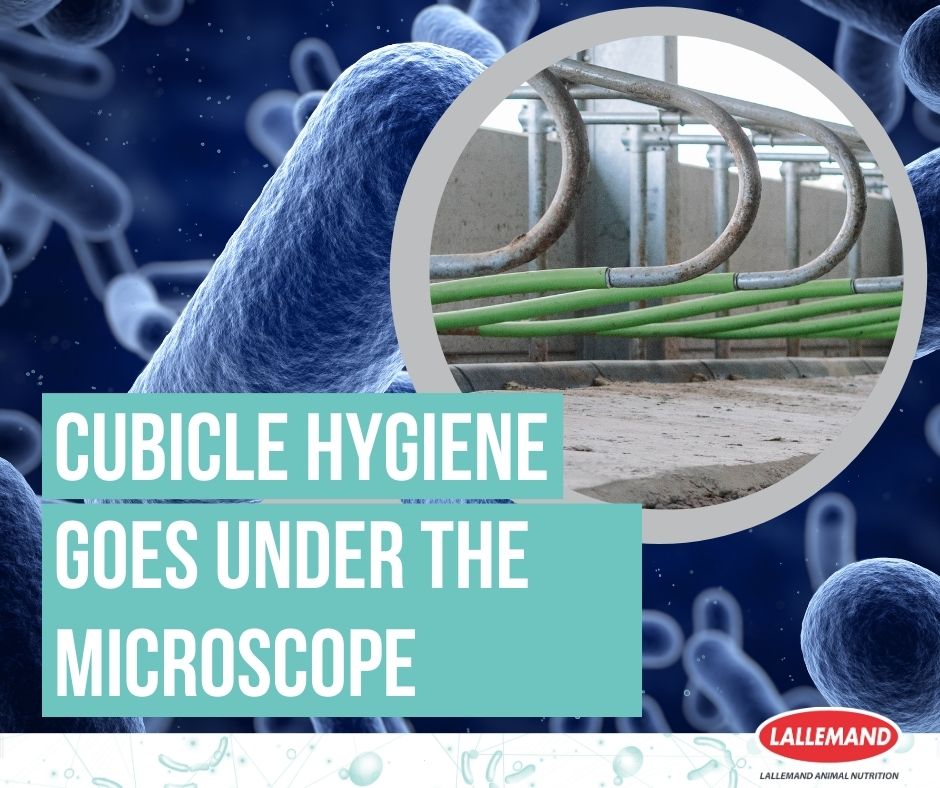Cubicle hygiene goes under the microscope! Thanks to the latest microbiology findings, a bacterial bedding conditioner is set to enhance udder health and mastitis control. Find out more on page 36 of this month’s @cowmanagement. #TeamDairy #CowComfort