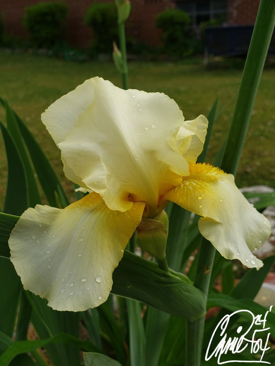 #BackyardBeauties Two shades of yellow, petite & large petal  #BeardedIris #PetalPusher #CassieJFoxPhotos 📷  #CazFoxMedia #WhitmireSC #SumterNationalForest #PearlOfThePiedmont #DailyBlooms #Gardens #FavFlower #SouthCarolina