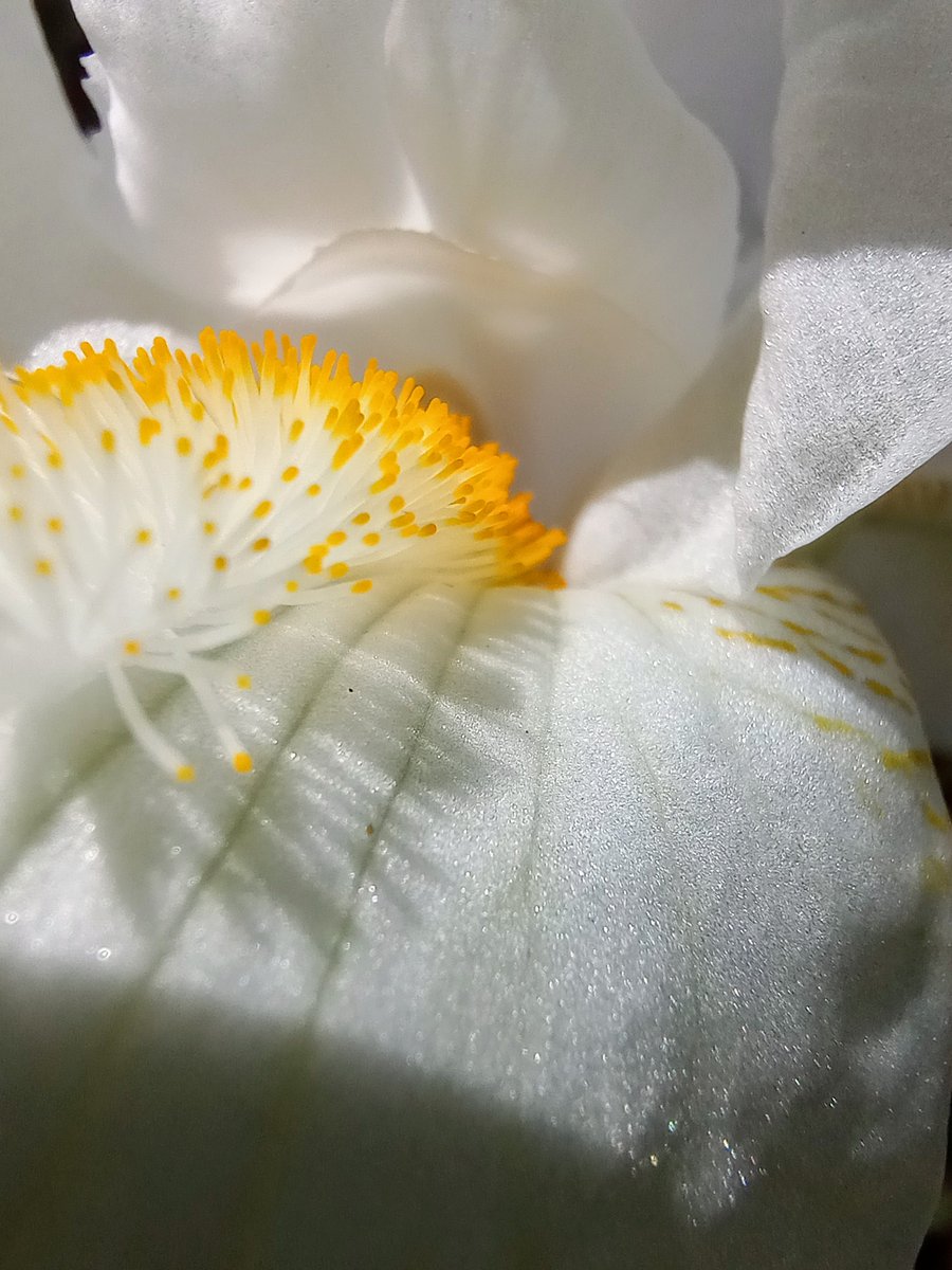 Wildflowers in bloom remind us of the moment, that life is precious, amazing, and too short to be unhappy. #wildflowers #nature #iris #whiteflag #beauty