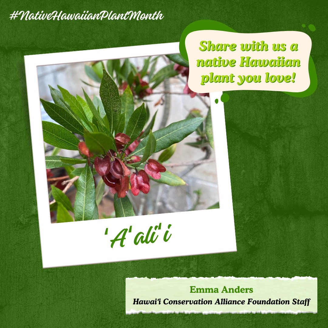 In honor of #NativeHawaiianPlantMonth, we asked our staff and Alliance Steering Committee members what native Hawaiian plants they love!

What is a native Hawaiian plant you love?

#NativePlantMonth #NativeHawaiianPlantMonth #conservation #HawaiiConservationAlliance