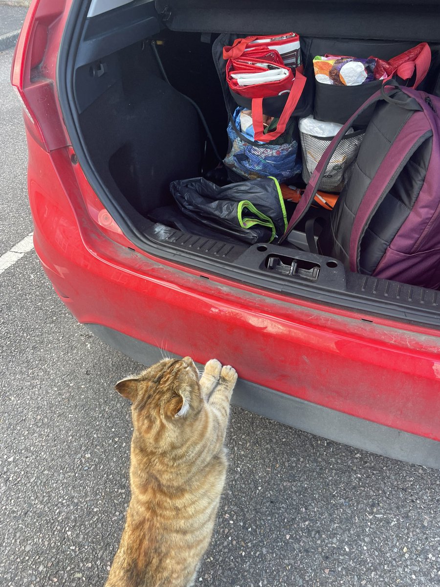 MrsLWalkerPE1's tweet photo. It’s a sign, she wants to come home with me….
#catnapped #BFFs https://t.co/y0kV8WTgzQ