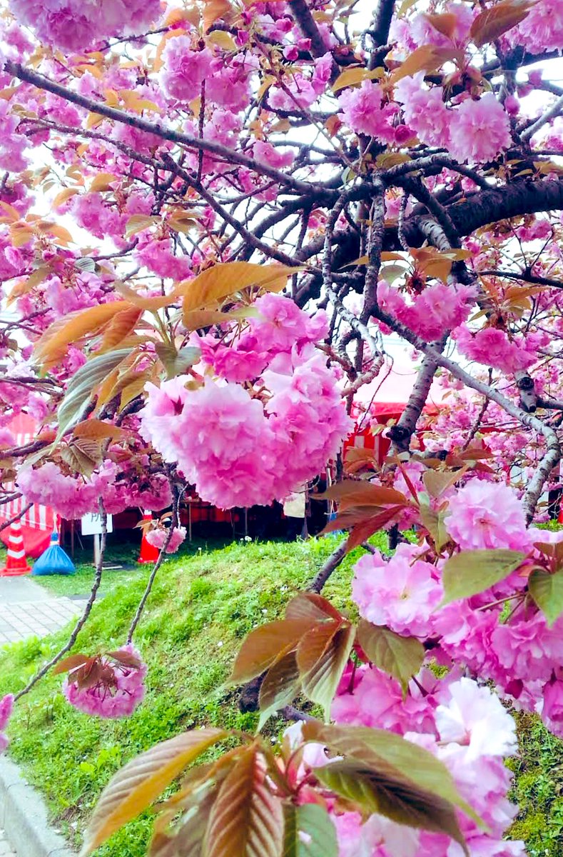 おはようございます🤗🏡 皆さん地震大丈夫でしたか？ 私の所は震度3でした💦 結構揺れましたけど大丈夫です😅 皆さんも気をつけてくださいね｡.ﾟ :✿｡.ﾟ :✿｡.ﾟ :✿｡.ﾟ :✿｡.ﾟ :✿｡.ﾟ :✿｡.ﾟ :✿｡.ﾟ :✿｡.ﾟ :✿ 今日もよろしくお願いします(*^^*)