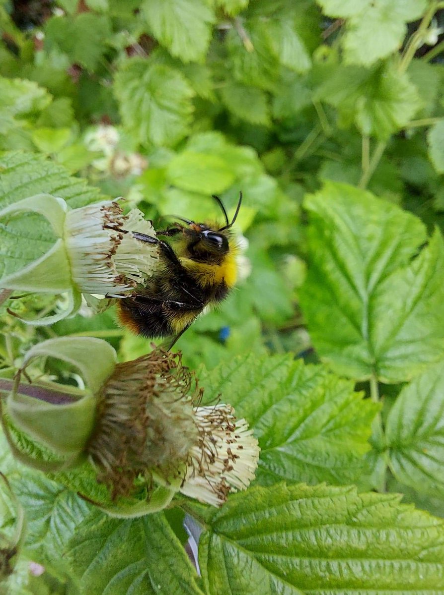 Did you know that, UK bees are most active during the spring and summer months. We've seen so many bees over the last few days in our garden, fingers crossed this means that the weather is finally turning a little warmer so we can enjoy the outdoors! #warmingup #bees #garden