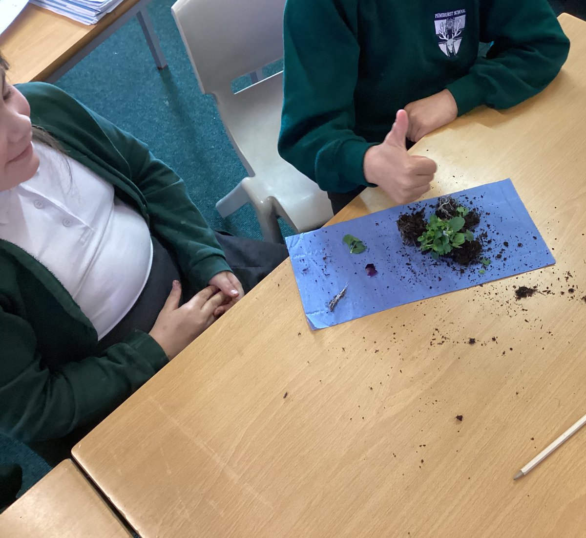 'Watching Year 3 students explore the world of botany is a delight! 🌱 Their excitement as they identify the parts of a plant is infectious. From roots to leaves, they're budding scientists discovering the wonders of nature firsthand. #ScienceEducation #YoungExplorers'