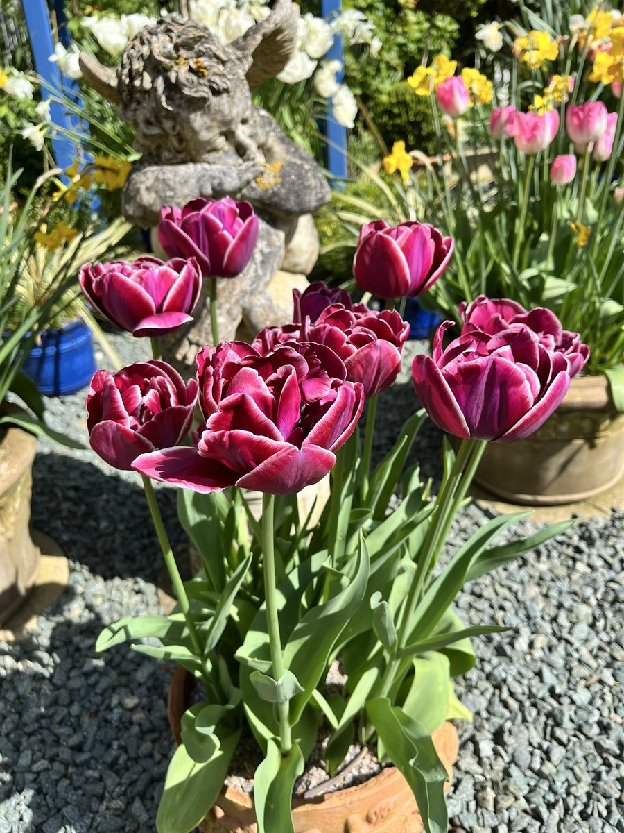 Tulip Dream Touch in the sunshine. #gardening