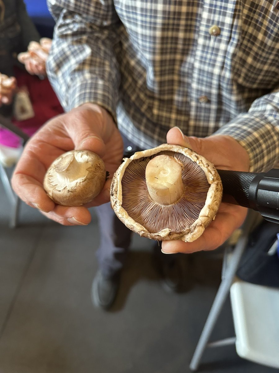 Thank you Phillips Mushroom Farm and the Steller’s for providing the most interesting 🍄‍🟫🍄 tour to our @UCFSD administrative team today! #thewoodlands #kennettsquare #mushroomcapitaloftheworld @JohnSanville
