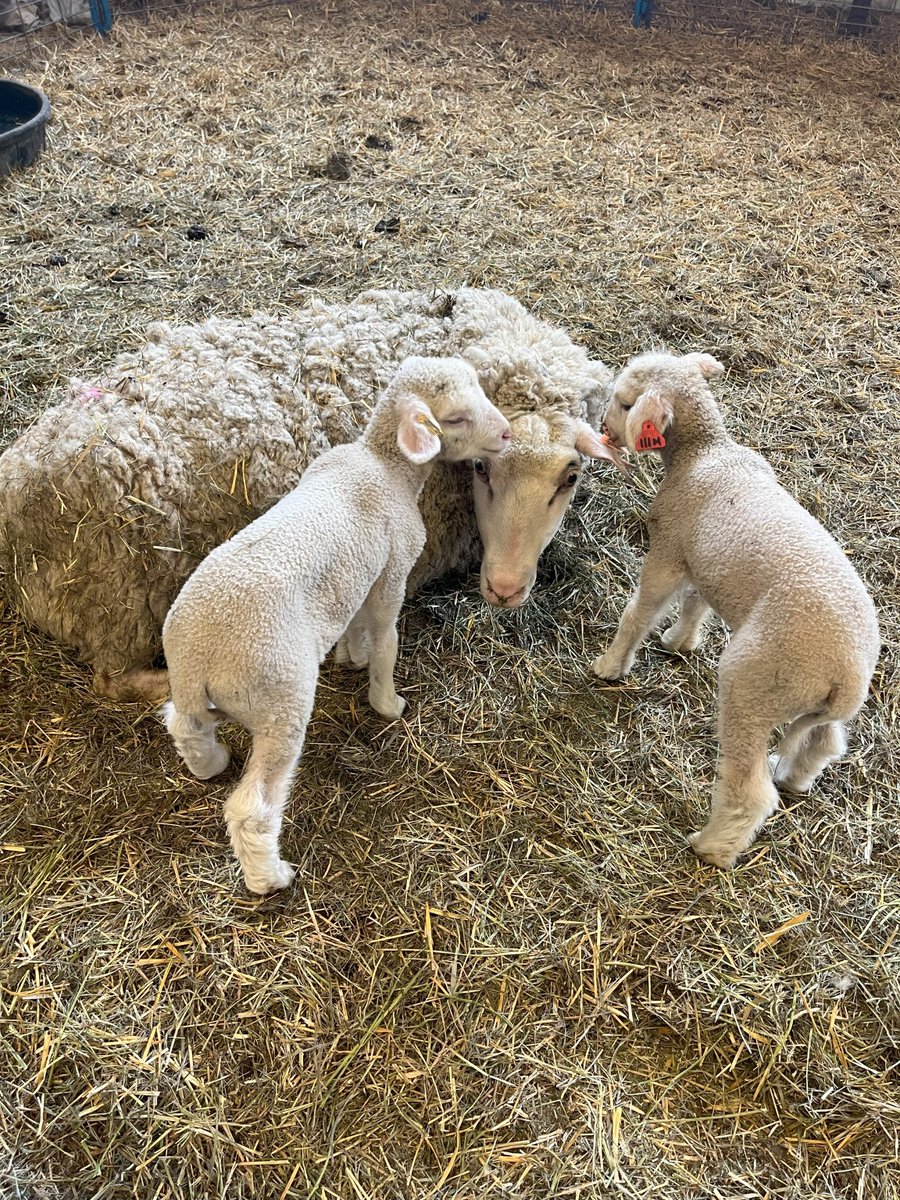 Lambing season is well under way and some of these faces are too sweet not to share🥹 So far approximately 160 lambs have been welcomed to the #OCSmartFarm and there are still 14 ewes left to lamb!