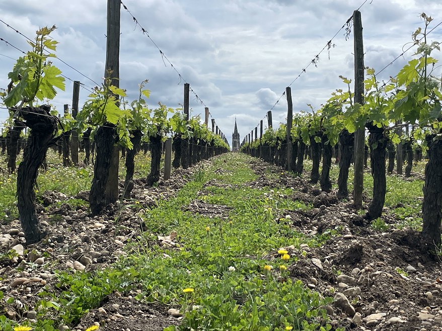 #bdx23 Next weekend we'll be heading to Bordeaux again, looking forward to tasting the 2023 vintage bolomey.nl/bordeaux-2023 (photo: Rouget, Pomerol, 27 April 2023)