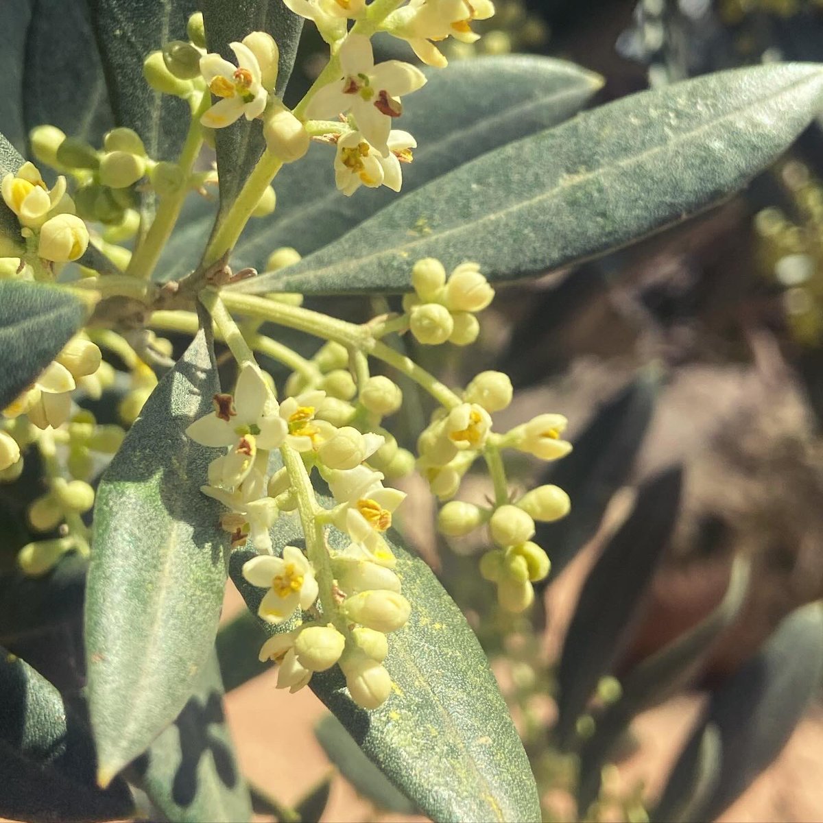 Blooming, blooming … Hope the wheather help us for having a good harvest. 🤞🏻🫒🫒🫒🫒🤞🏻 #oliveblooming #organicolives #springtime #goodweather #rainfalls #softtemperatures #harvest