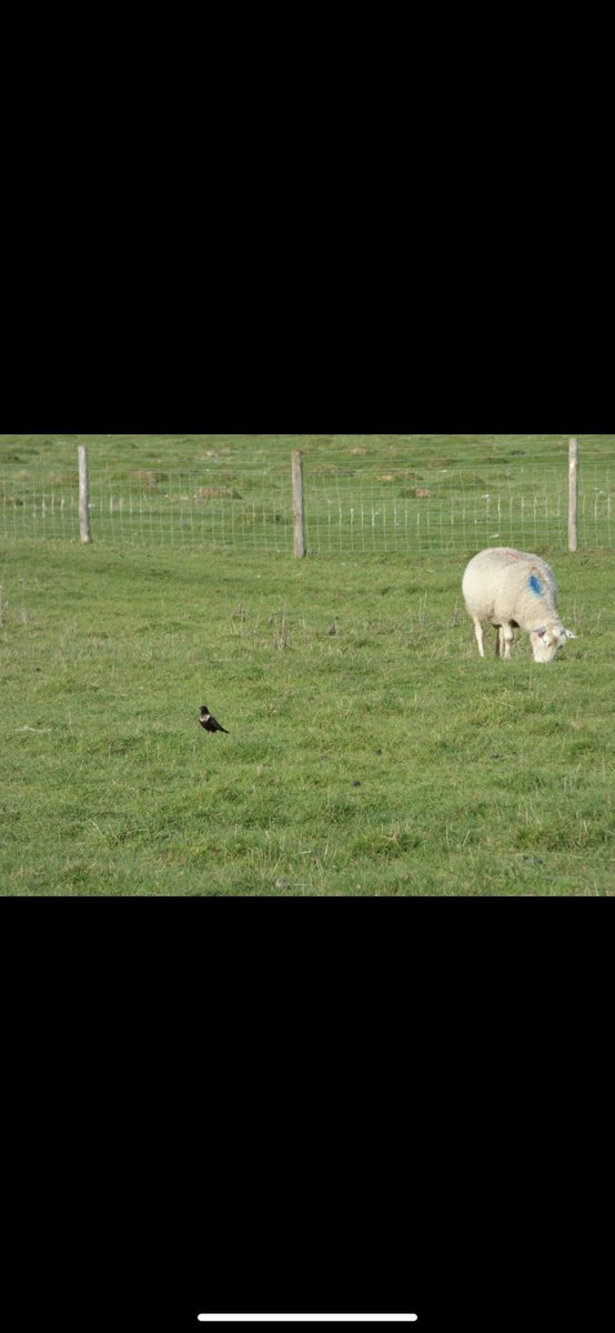 Ring Ouzel at Old Hall Marshes today @EssexBirdNews