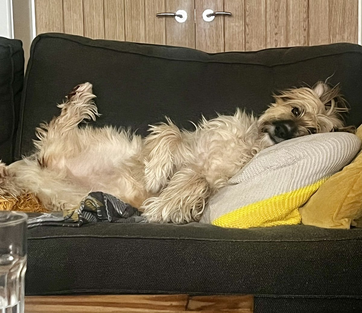 AliSimonsen's tweet photo. @Phil_Sledge Ruby! #romanianrescue https://t.co/yHAtvn8YMz