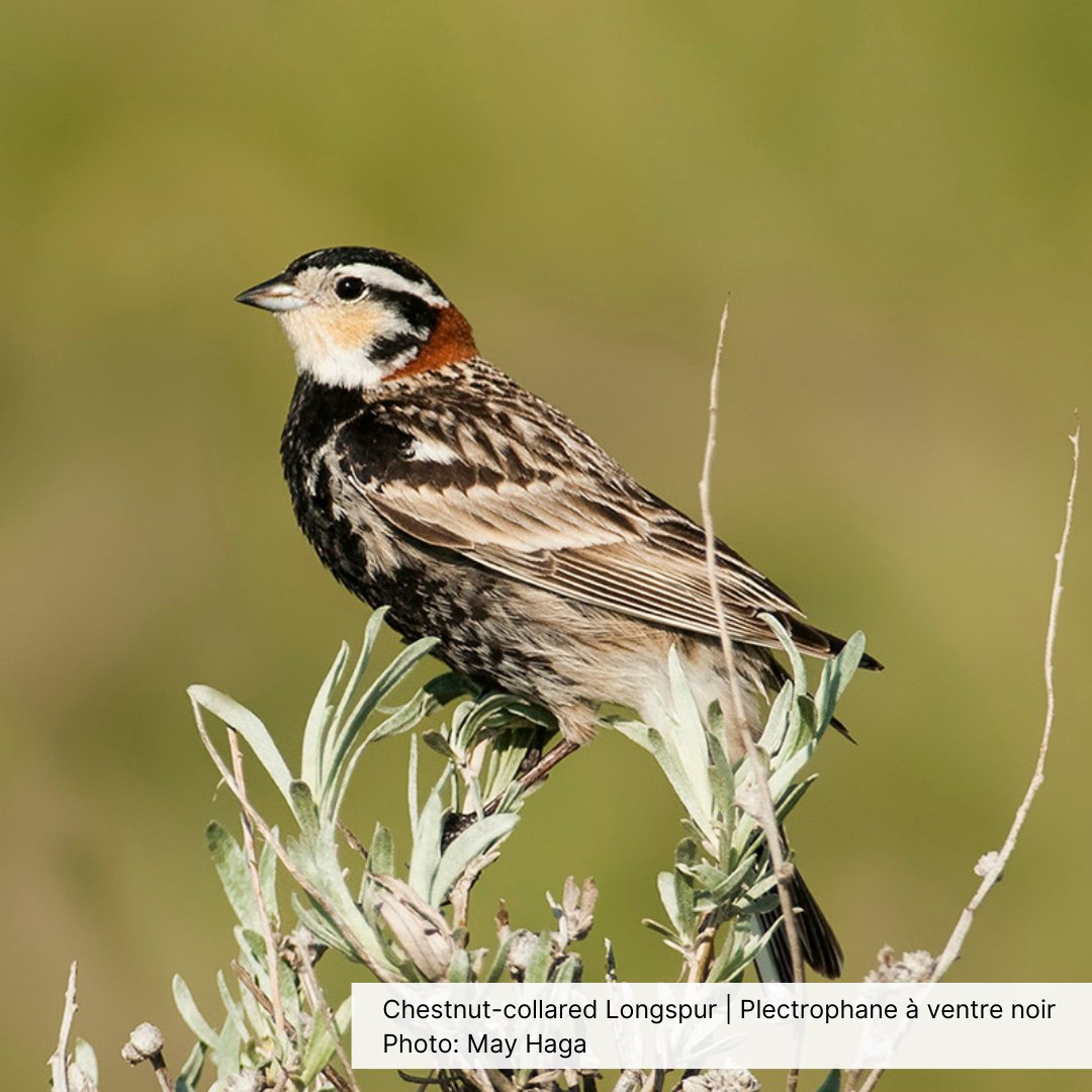Check out this article from the Spring 2024 issue of BirdWatch Canada Magazine on how the Bird Friendliness Index (BFI) aims to help save our threatened grassland birds: tinyurl.com/3wwueu2w