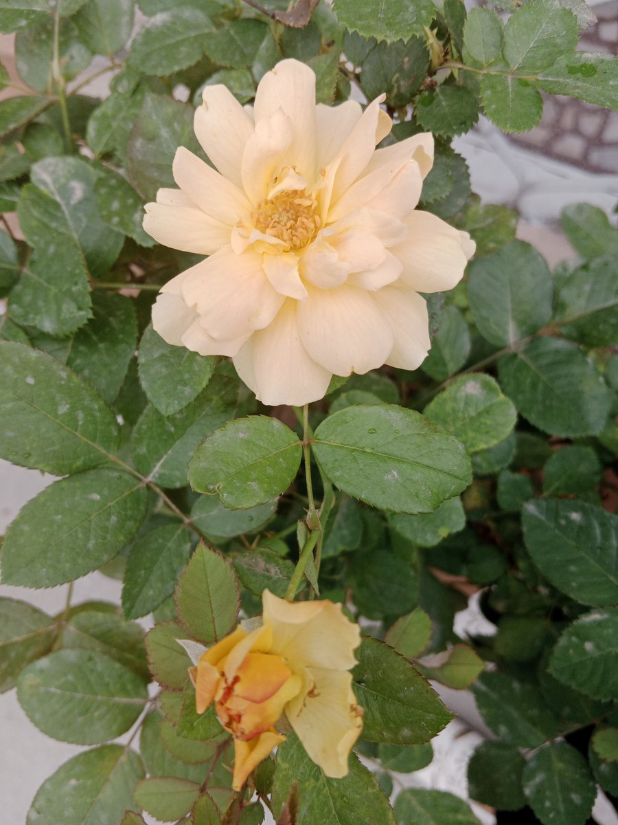 inspiration! #mykitchengarden #roses #nature