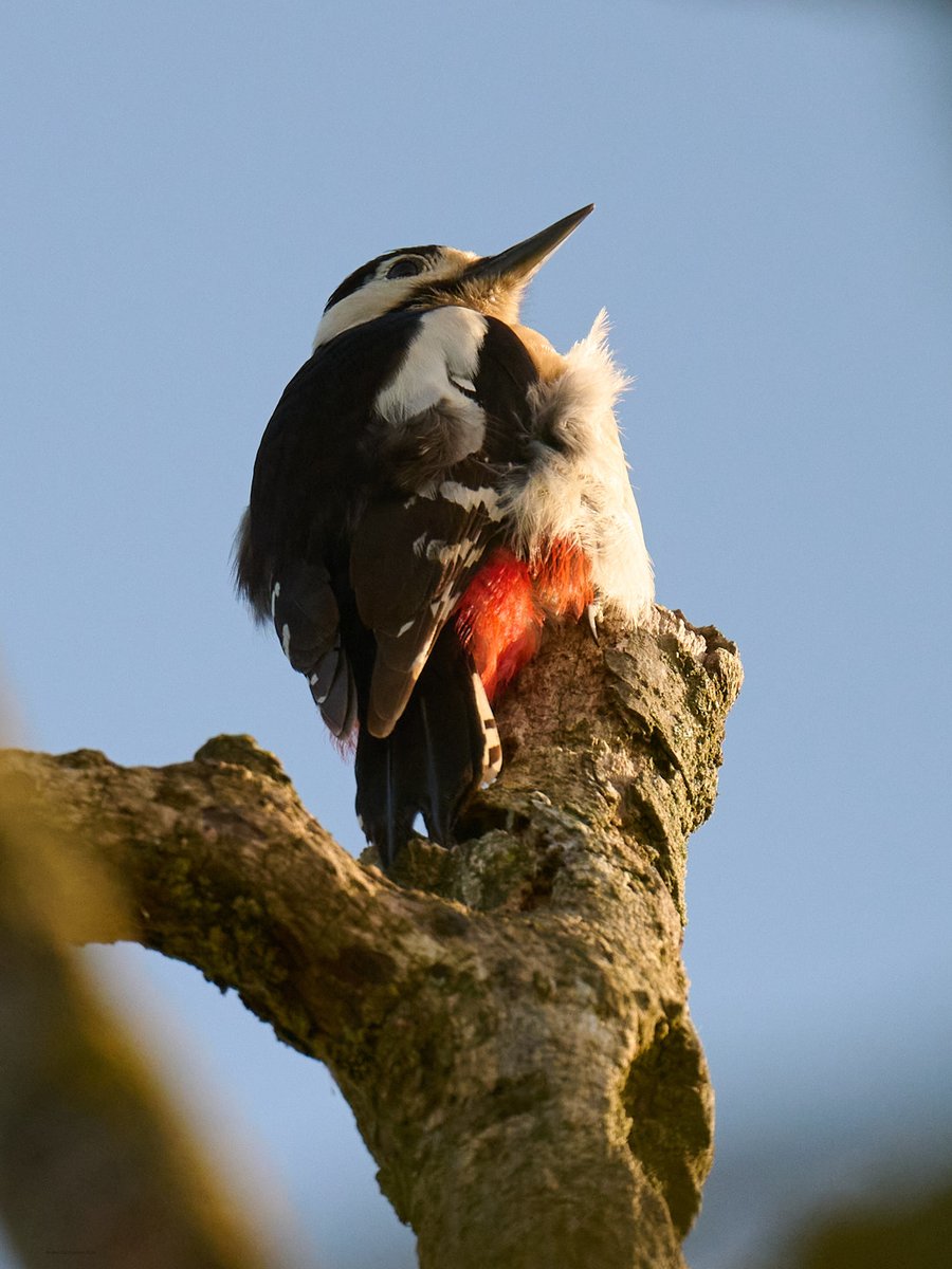 WarwickNatHist's tweet photo. The society's springtime Bird Walk in St. Nicholas Park on 14th April was very well attended. 31 different birds were identified, including treecreeper, goldcrest and this Great Spotted Woodpecker photographed by Alec Cuthbertson. See Snippets 106 at https://t.co/OCWZIlwhOE https://t.co/Qoq9vMHJrE